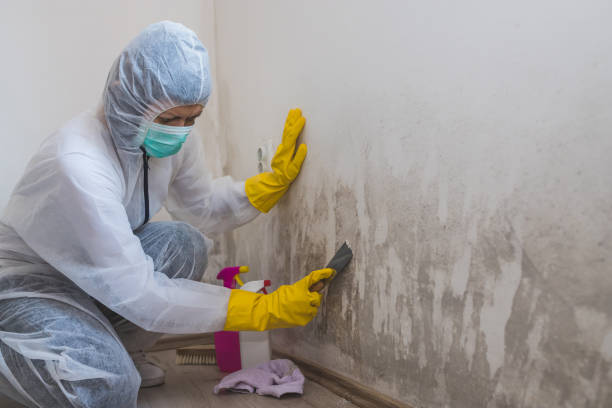 Asbestos and Lead Testing During Mold Inspection in Kendall West, FL