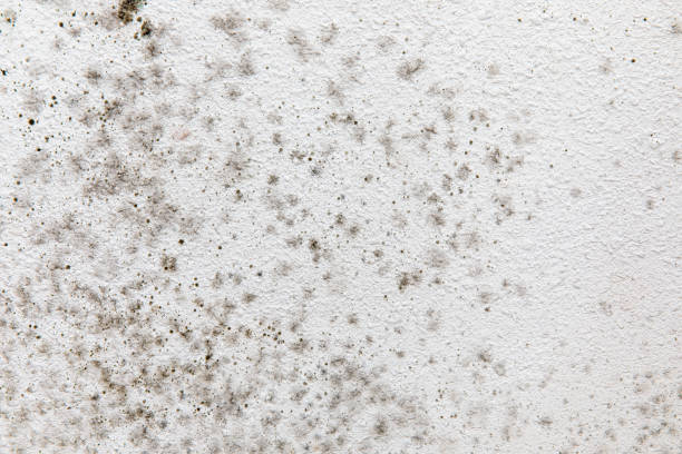 Best Mold Damage Restoration  in Kendall West, FL