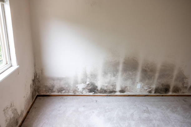 Best Mold-Related Health Consultation  in Kendall West, FL