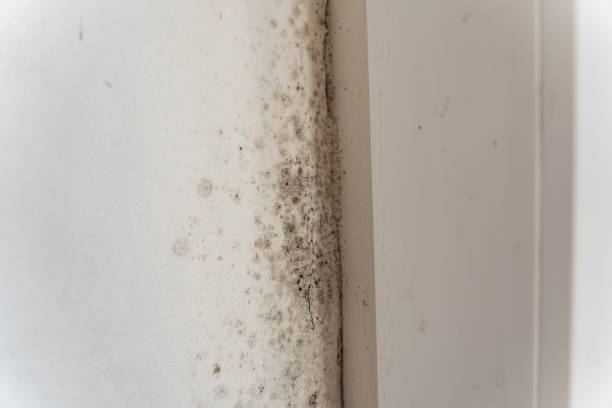 Best HVAC Mold Inspection and Cleaning  in Kendall West, FL