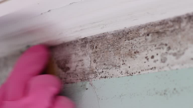 Best Real Estate Mold Inspection  in Kendall West, FL